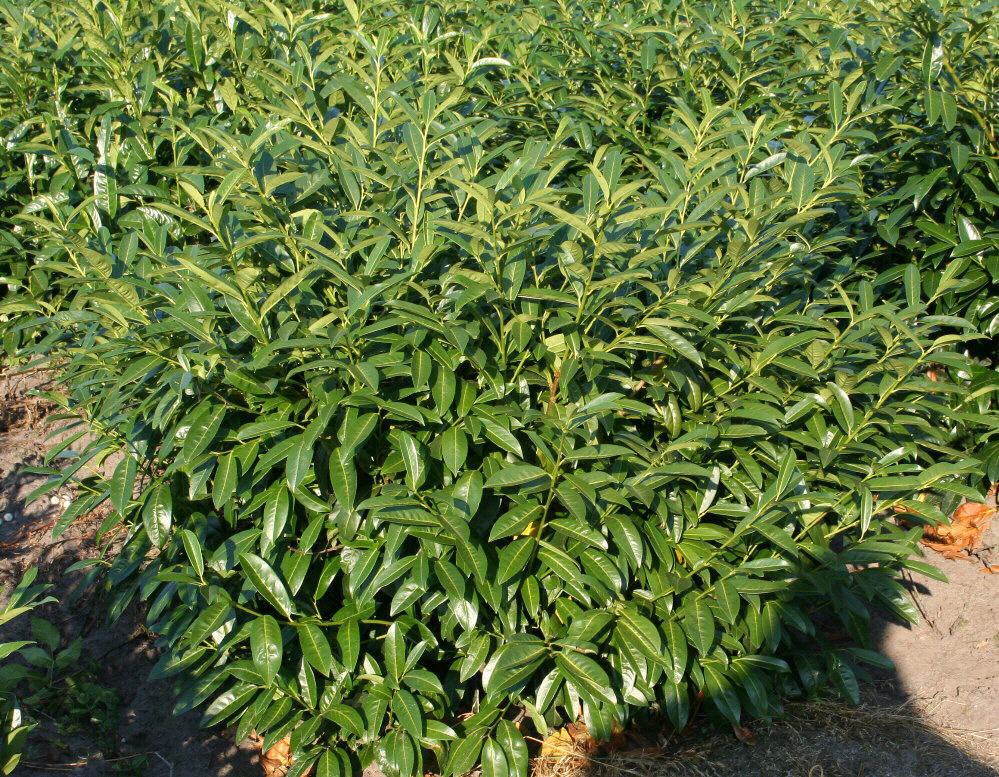  p>桂樱(学名: i>prunus /i>  i>laurocerasus /i> l.