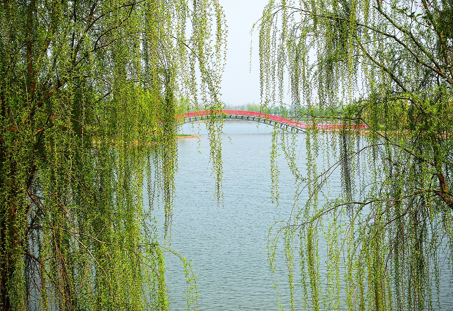 大洋湾湿地公园