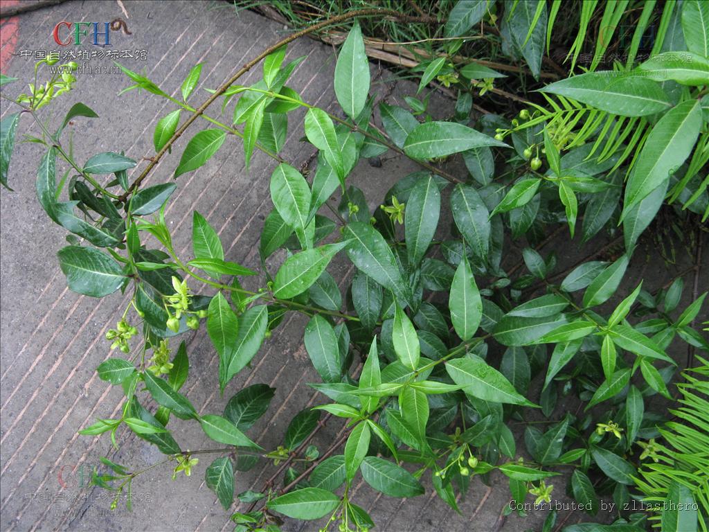 periploca sepium bunge