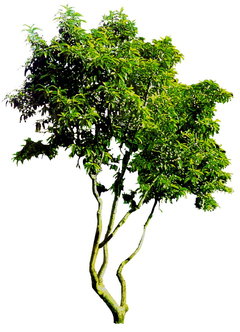 园林植物