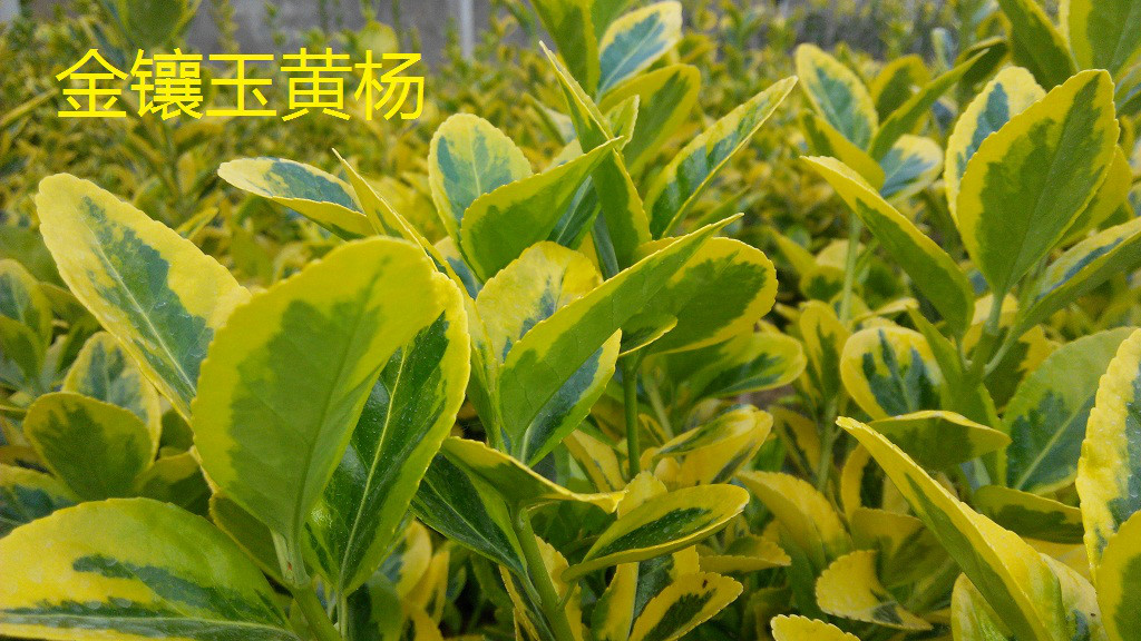 黄杨品种排名图(黄杨品种排名图 名贵)