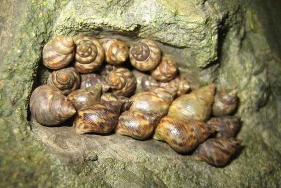  p>粗糙核果螺壳呈纺锤形,坚厚.壳高26.0mm,壳宽14.2mm.