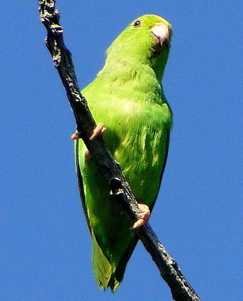  p>绿腰鹦哥(学名:forpus xanthopterygius)是一种 a target="_blank"