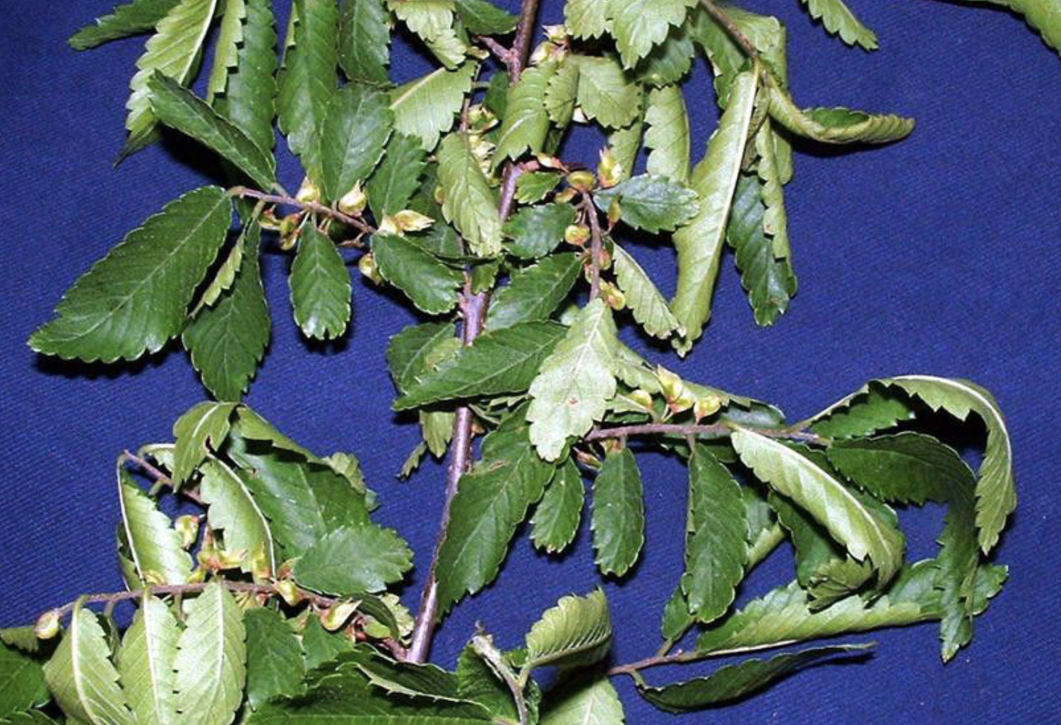  p>刺榆属(学名:hemiptelea planch.