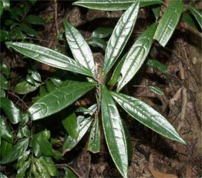  p>罗伞,是 a href="#" data-lemmaid="6722994">五加科 /a>, a href=