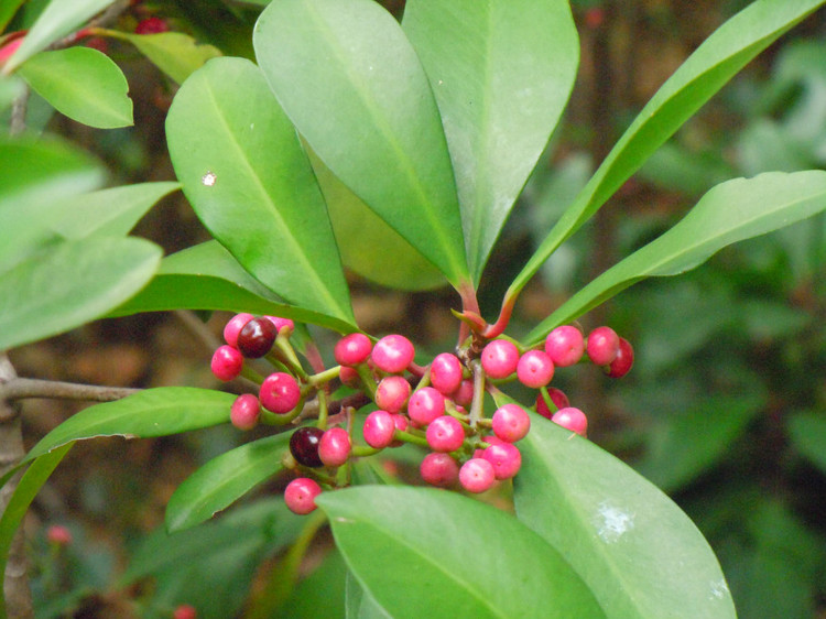  p>多枝紫金牛( a target="_blank" href="/item/学名/8074290" data