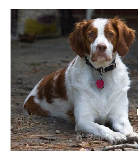 作为一种长毛垂耳犬,行为方式与 a target="_blank" href="/item/塞特