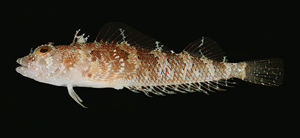 为辐鳍鱼纲鲈形目三鳍鳚科小型鱼类,分布于西太平洋区,此鱼种仅具学术