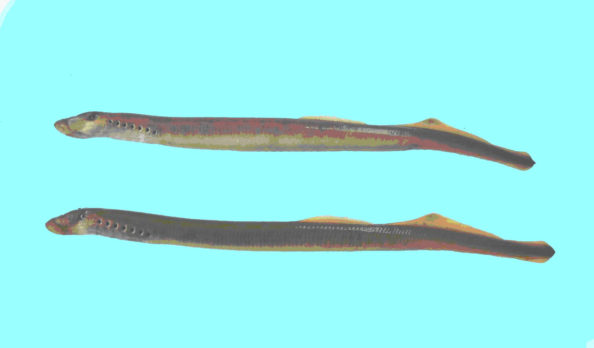  p>七鳃鳗(学名:lampetra japonicum),又名八目鳗, a target="_blank"