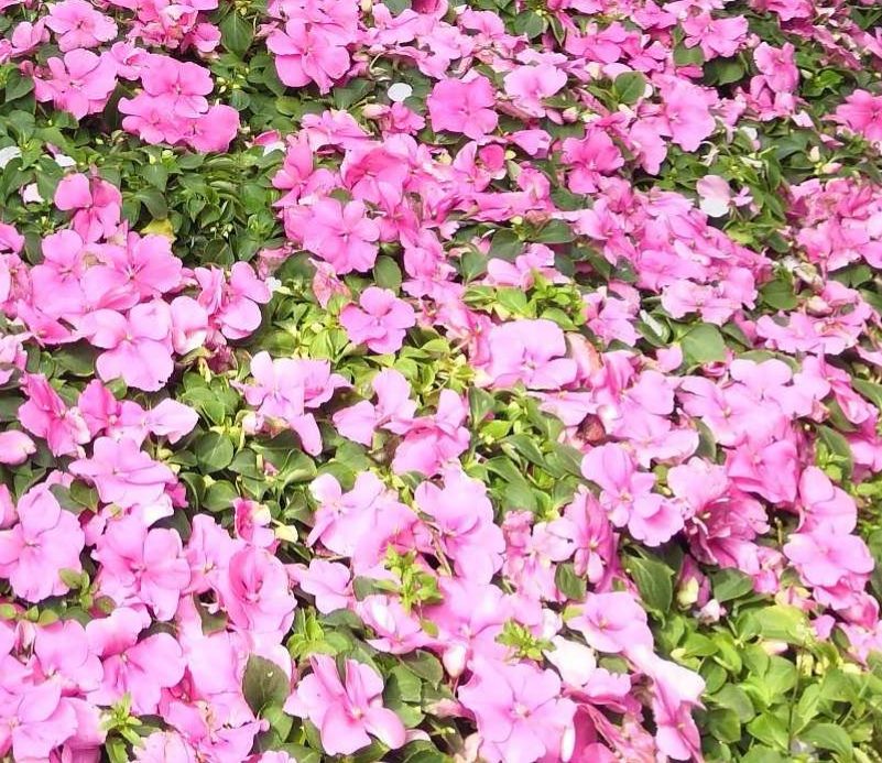 何氏鳳仙 百度百科