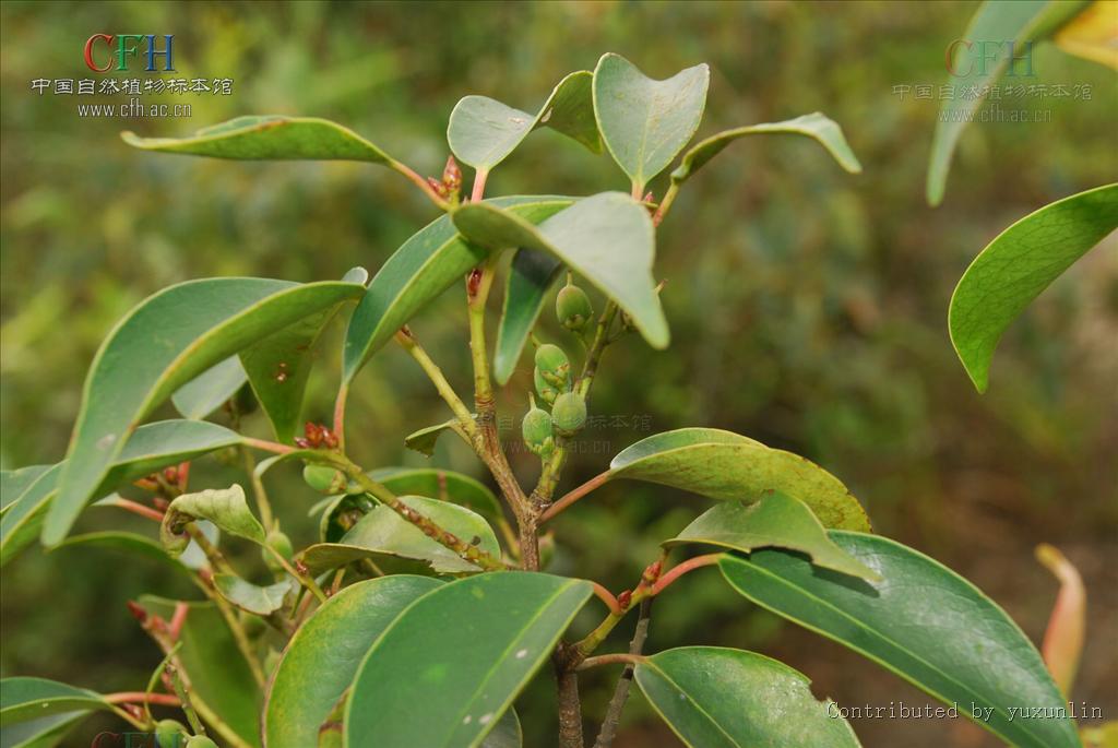  p>五列木科(pentaphylacaceaeengl)科名:恩格勒126 ,哈钦松108a ,属 