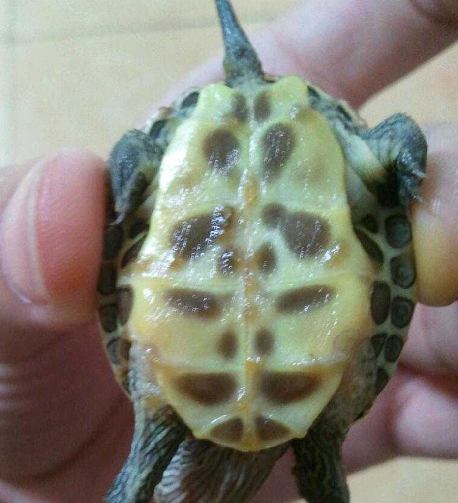 乌龟寄生虫病
