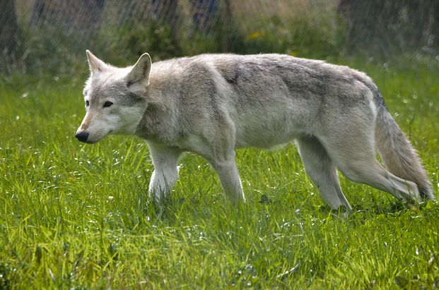  p>加拿大森林狼(学名: i>canis lupus occidentalis /i>):是食肉目