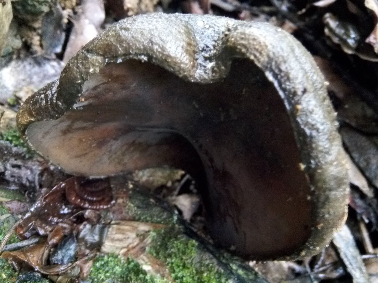 这是人们称其为猪嘴蘑的一个原因,还有一个原因是人若吃多了这种蘑菇