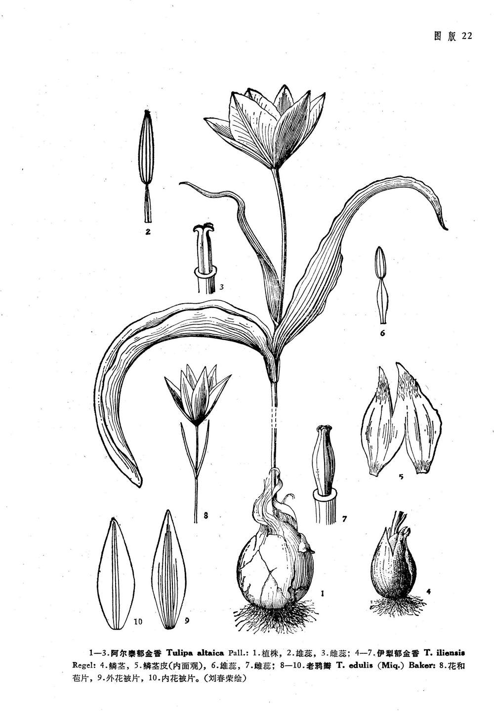  p>伊犁郁金香(学名: i>tulipa iliensis  /i>regel)是百合科,郁金香