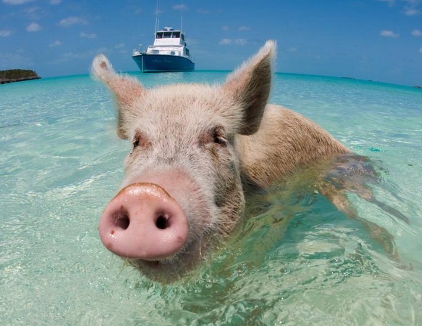 游泳猪