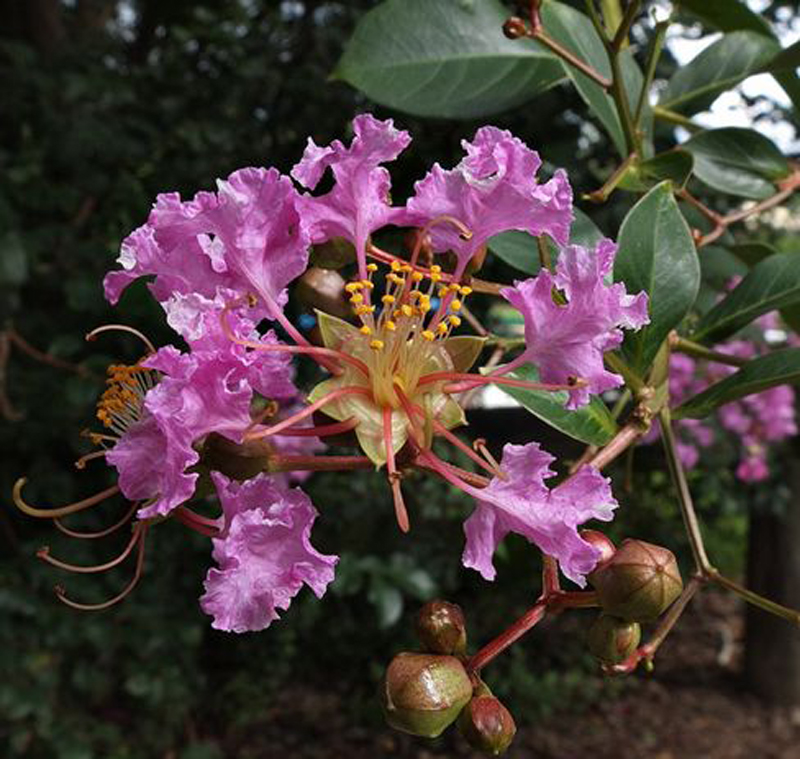 p>矮紫薇也称小痒痒树-优良开花地被植物,原产于日本,是多年生木本