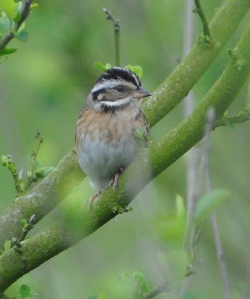  p>白眉鹀(学名: i>emberiza tristrami /i>)属小型 a href="#" data