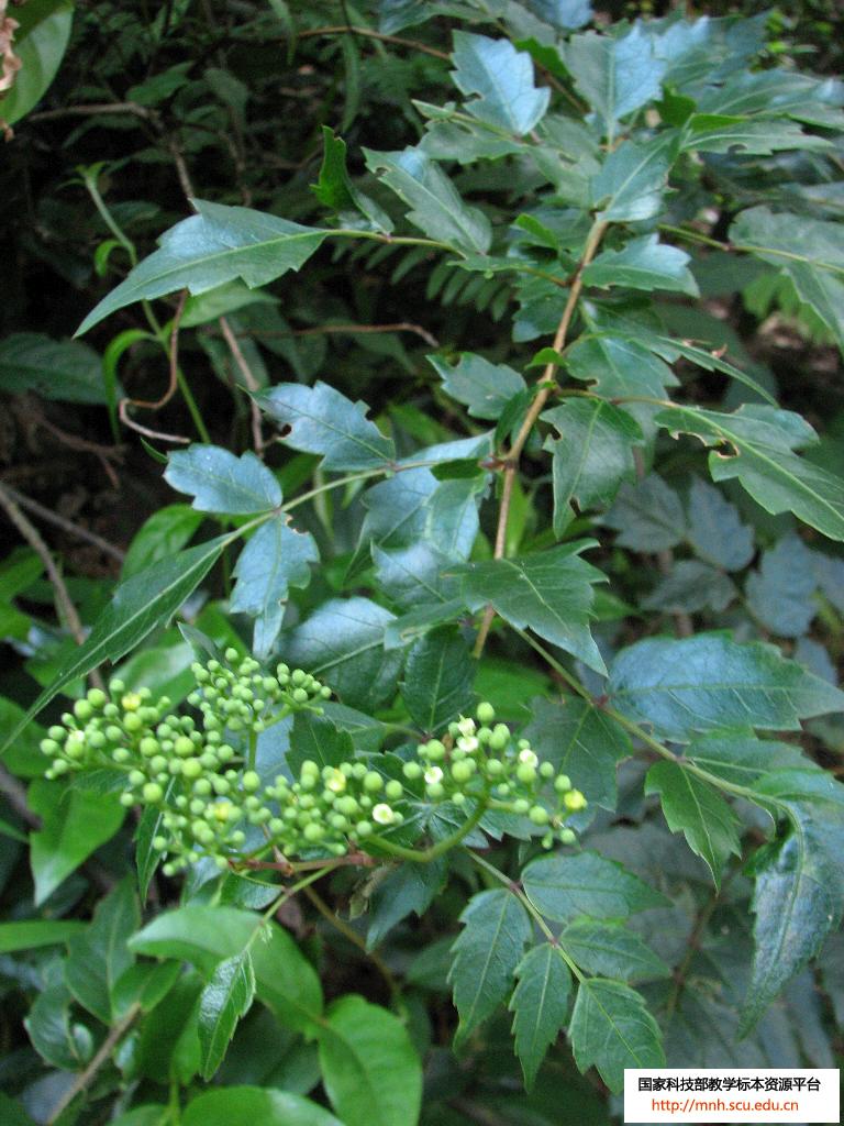  p>复叶(compound leaf)是由多数小叶组成,如与同等大小的 a target="