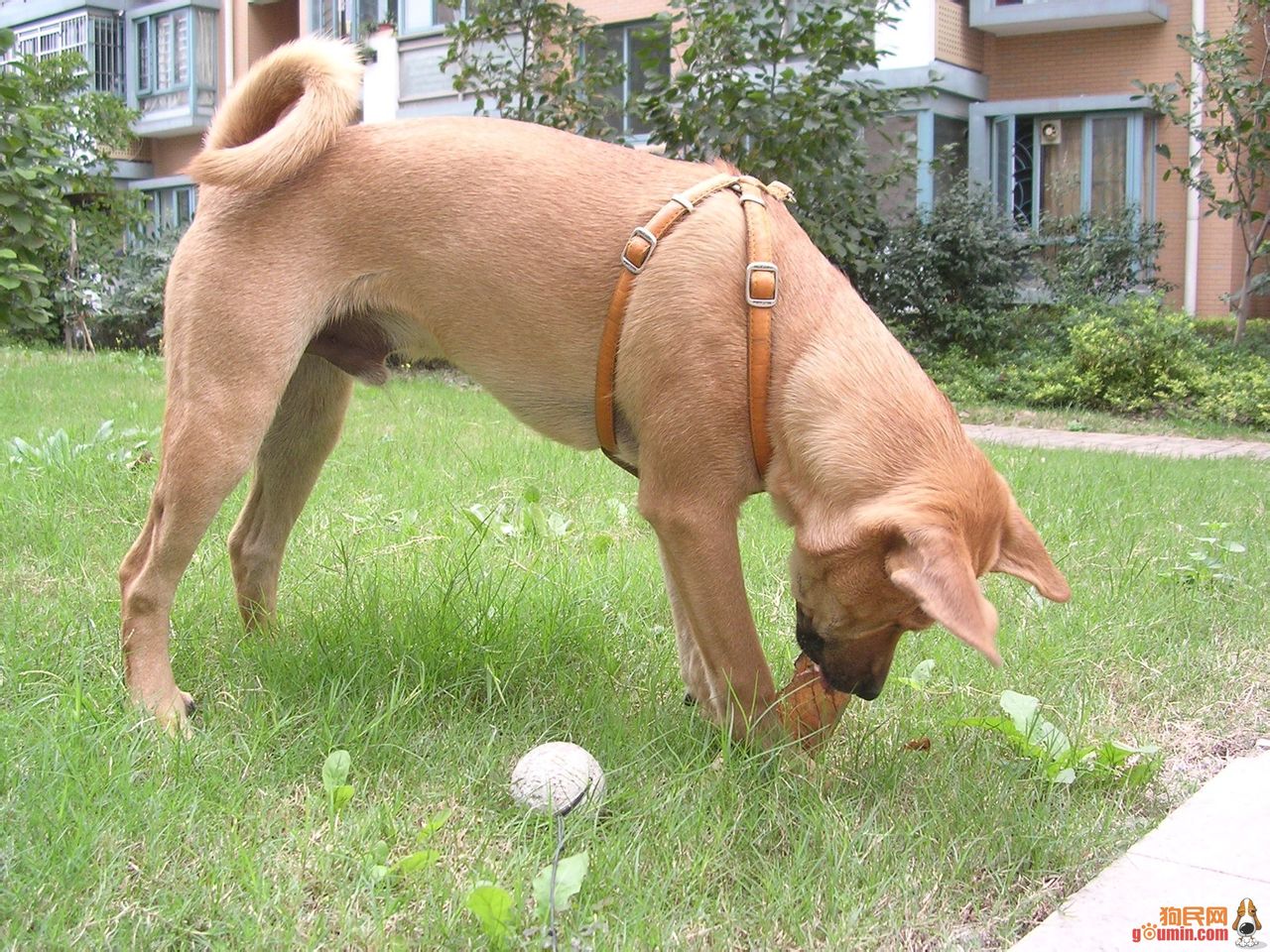 传统称呼为"土狗",北方有的地方又叫"柴狗",属于 a target="_blank"