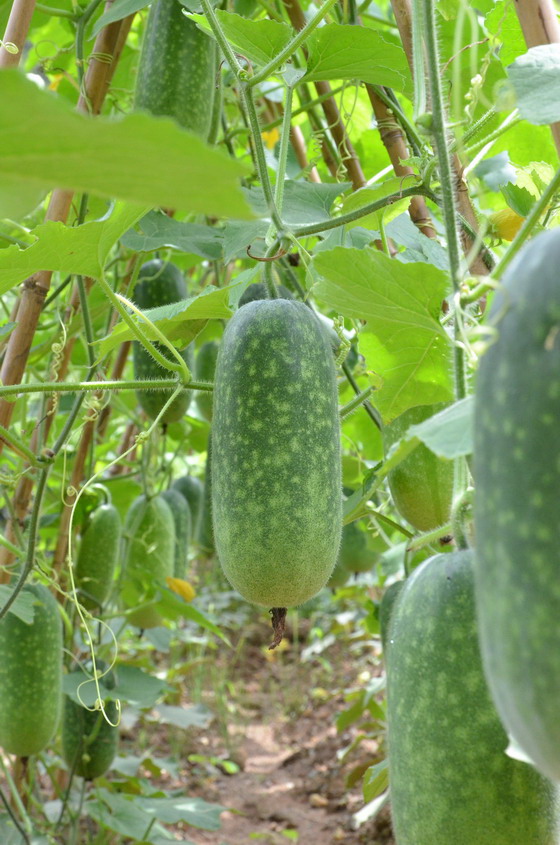 节瓜(节瓜汤的做法)