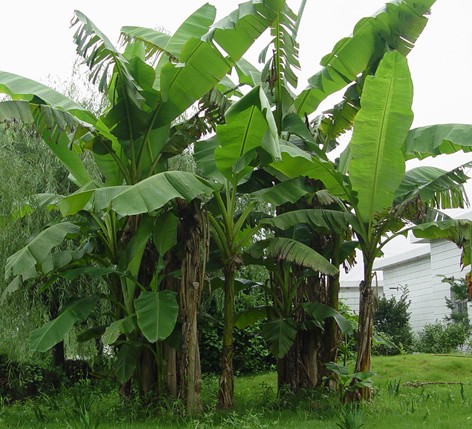  p>芭蕉属(拉丁学名:musa l.