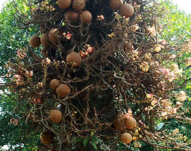 shorea robusta gaertn.