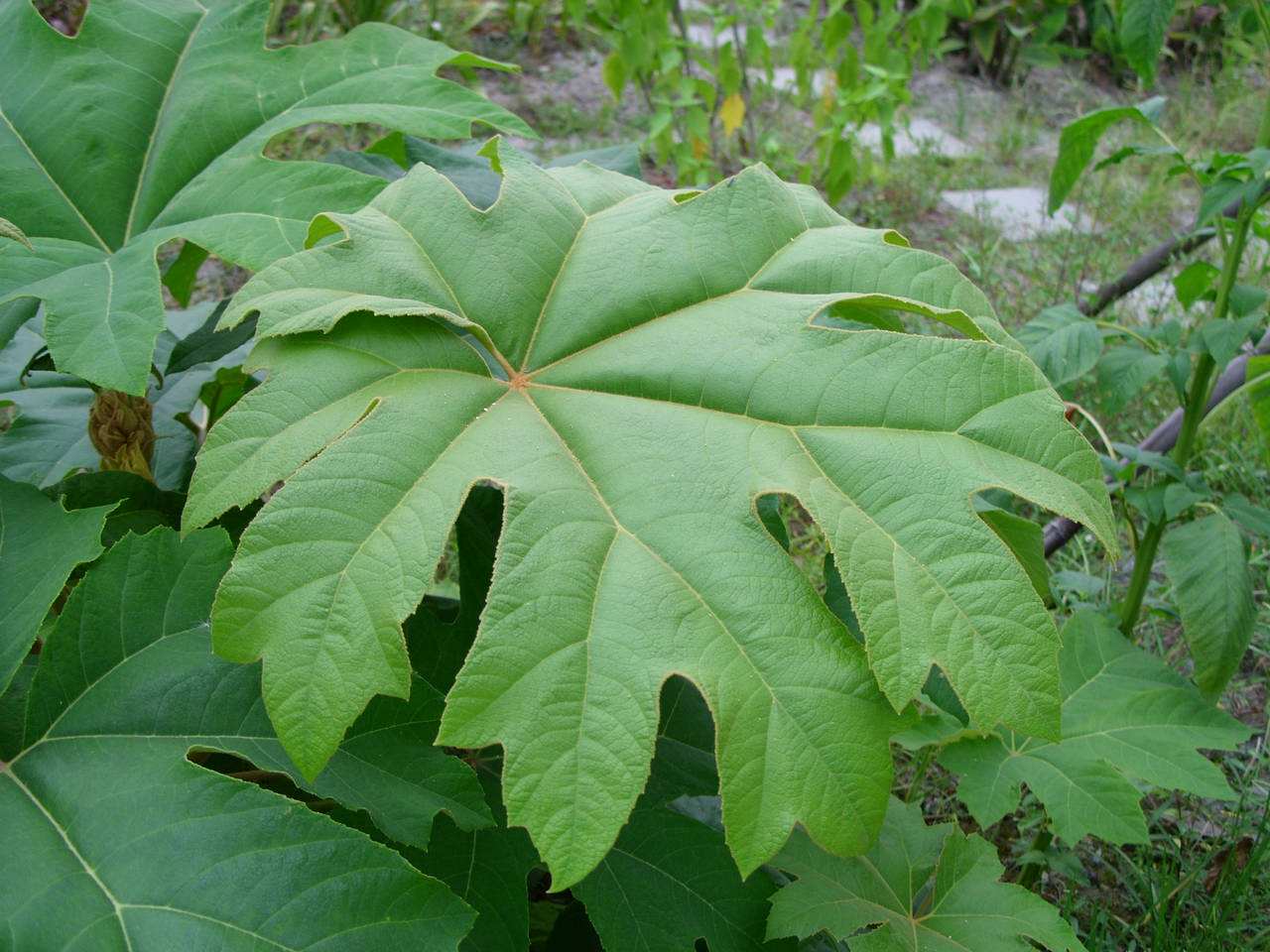  p>西藏通脱木,为 a href="#" data-lemmaid="10213830">通脱木属 /a>