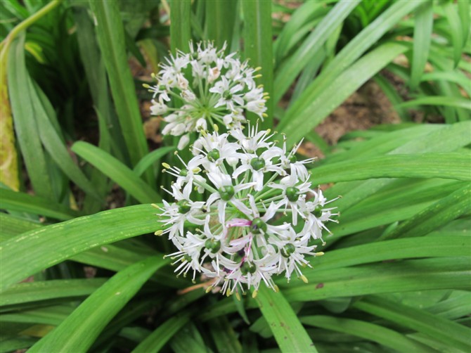 allium hookeri