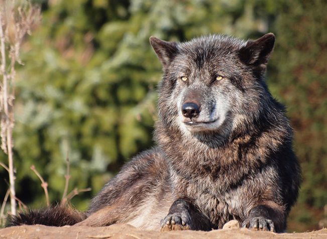 eastern canadian red wolf