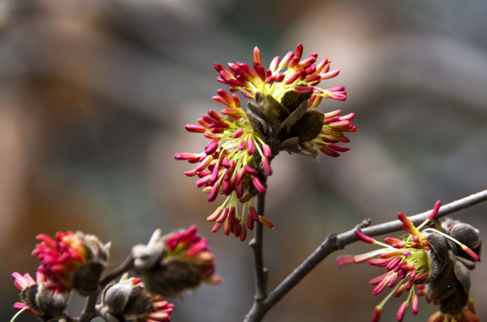  p>银缕梅(学名: i>parrotia subaequalis /i> (h. t. chang) r. m.