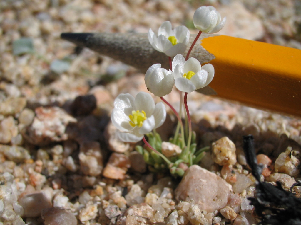 white pygmy poppy