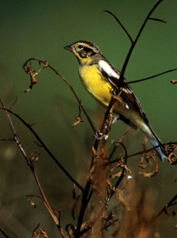  p>黄胸鹀(学名: i>emberiza aureola /i>):是雀形目,鹀科,鹀属的鸟类