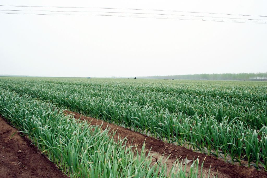  p>金乡大蒜, a href="#" data-lemmaid="209822">山东省 /a> a href=