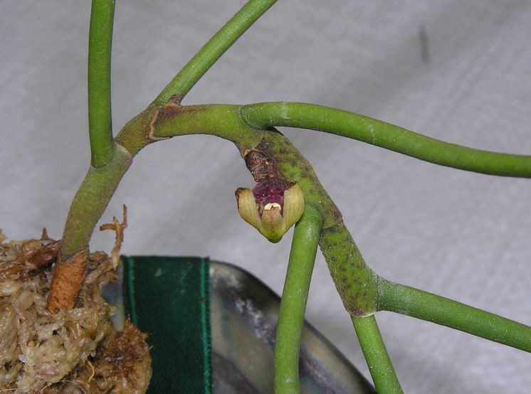  p>钗子股(学名: i>luisia morsei /i>  rolfe):茎直立或斜立,坚硬