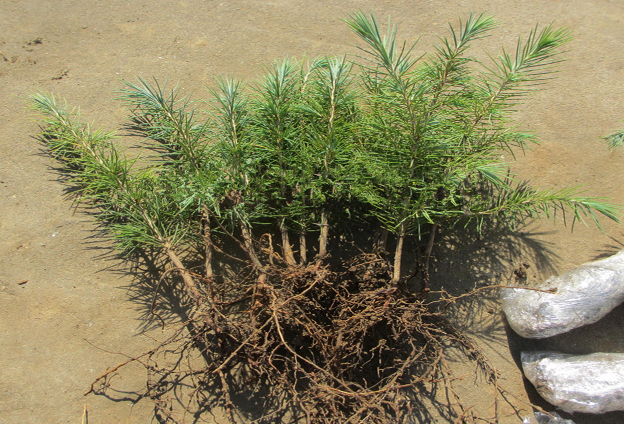  p>短叶雪松(学名:cedrus brevifolia)常绿乔木,树冠尖塔形,大枝平展