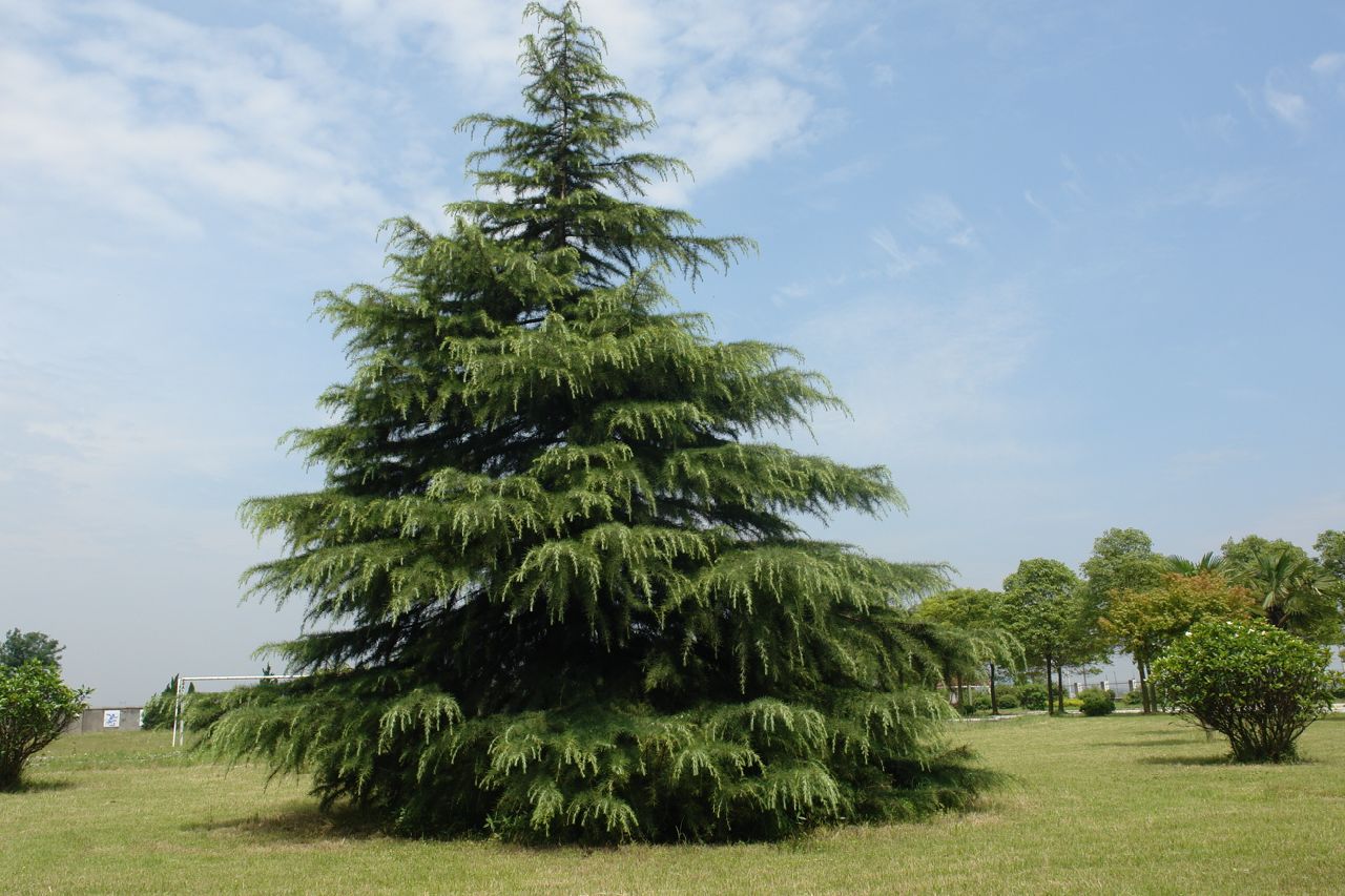  p>北美香柏(学名: i>thuja occidentalis /i> linn.