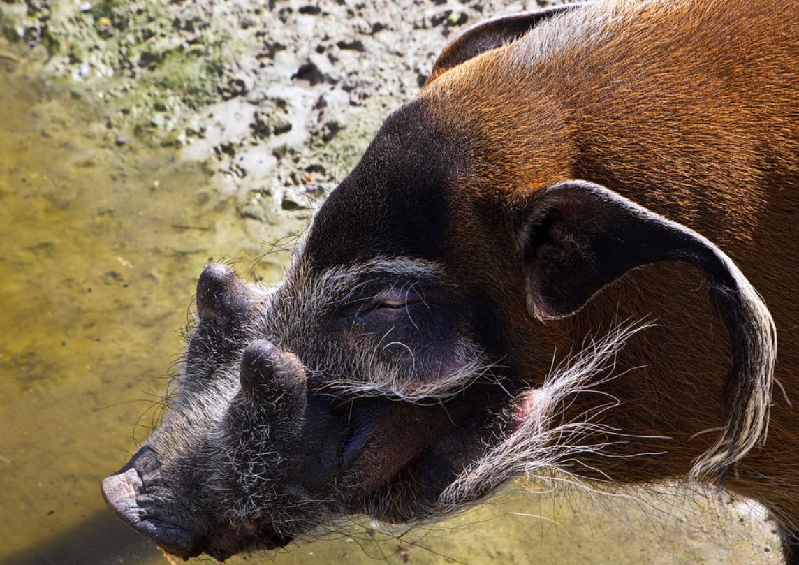  p>红河野猪(学名: i>potamochoerus porcus /i>):体长100-150厘米