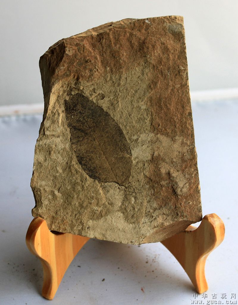 是指产于我国山东省临朐县山旺镇山旺村的化石