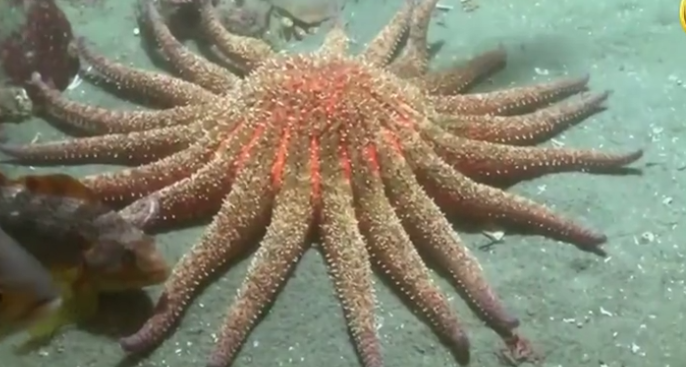 海盘车海星,别名