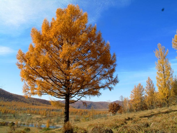 兴安落叶松无性系 1563