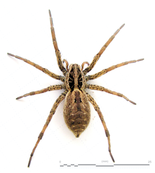  p>丹氏平腹蛛---蛛形纲蛛形目平腹蛛科节肢动物,分布在四川,甘肃