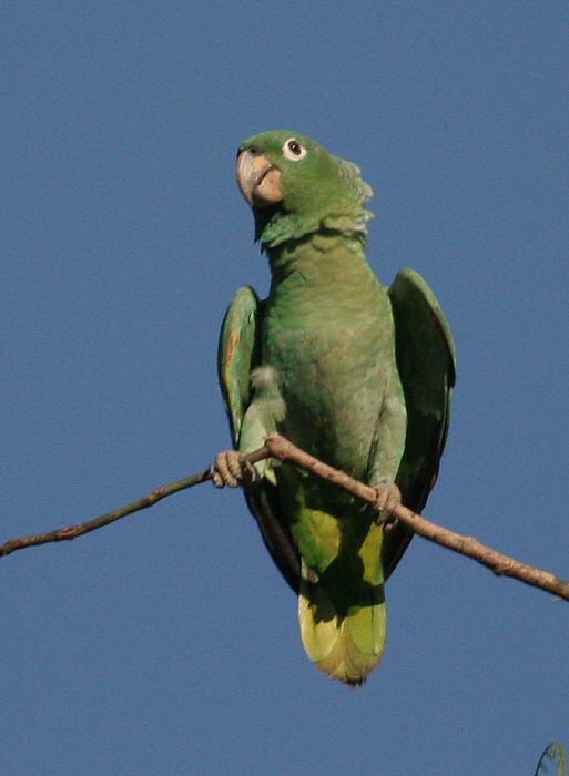  p> a target="_blank" href="/item/斑点亚马逊鹦鹉/2343158" data