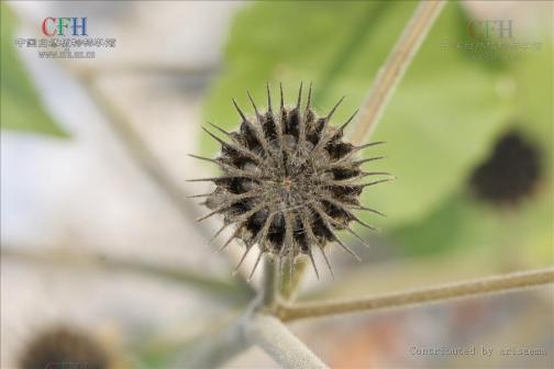 苘麻（锦葵科苘麻属植物）_百度百科