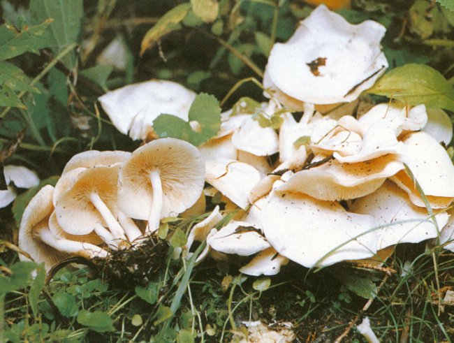  p>形态特征 子实体较小,白色.