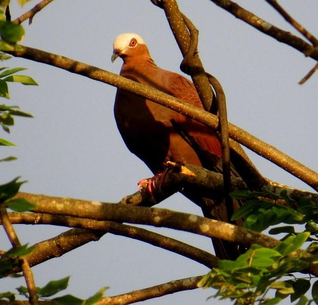  p>紫林鸽(学名: i>columba punicea /i>)为 a href="#">鸠鸽科 /a>鸽