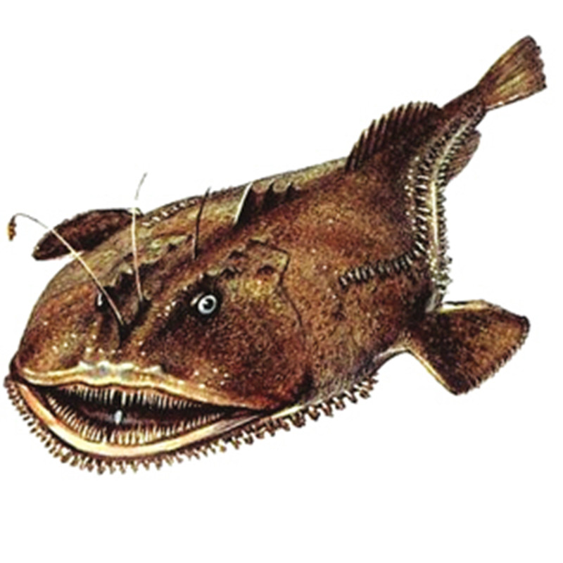 鮟鱇鱼,但很多人俗称它 a target="_blank" href="/item/灯笼鱼