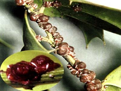  p>红圆蚧, i>aonidiella aurantii /i> mask ,[别名]  a target="