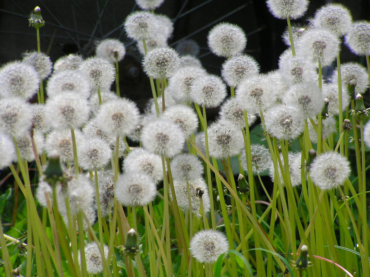  p>蒲公英(拉丁学名: i>taraxacum mongolicum /i> hand.-mazz.