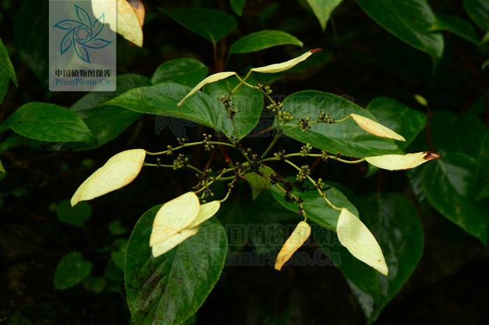  p>粉绿钻地风,木质藤本或藤状灌木;小枝褐色,无毛,具细条纹.